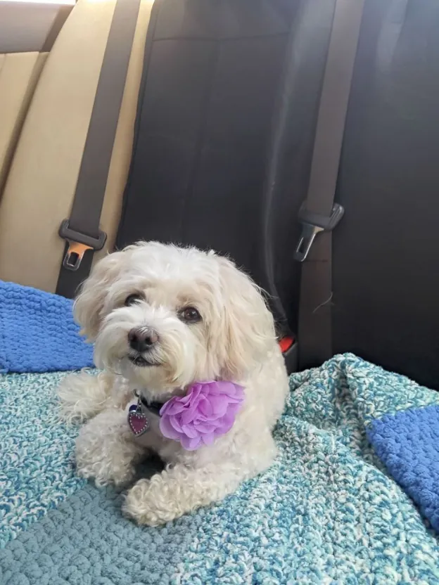 Chloe, a small white dog with a purple flower, relaxing after her groom