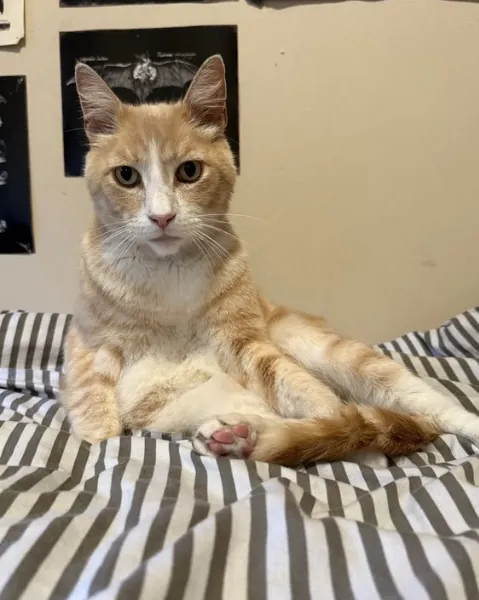 An orange and white cat sitting upright on a striped bed