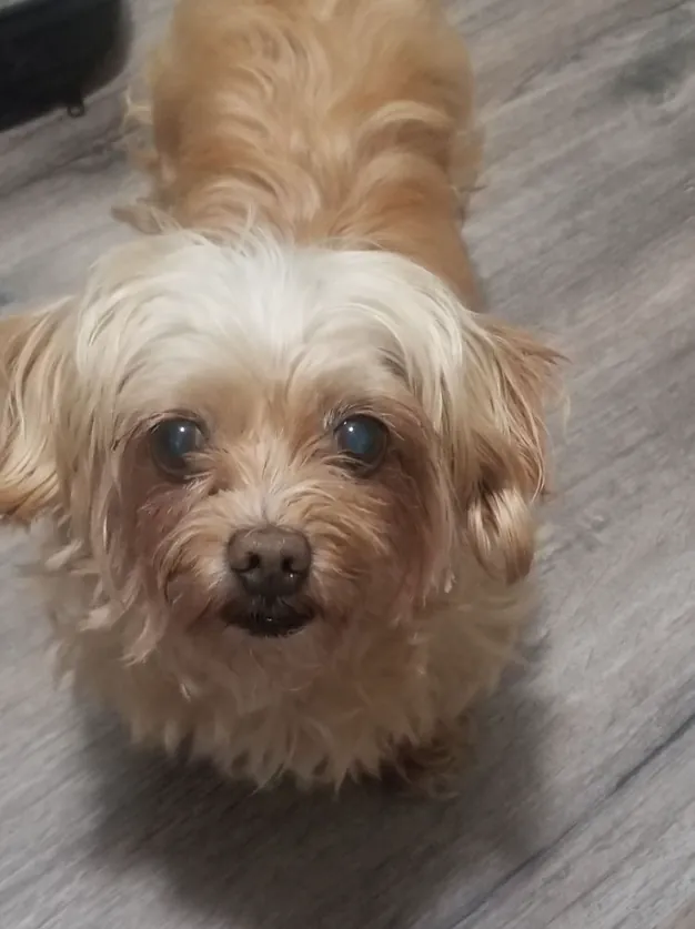 Cookie, a small mixed-breed dog, with a soft fluffy coat