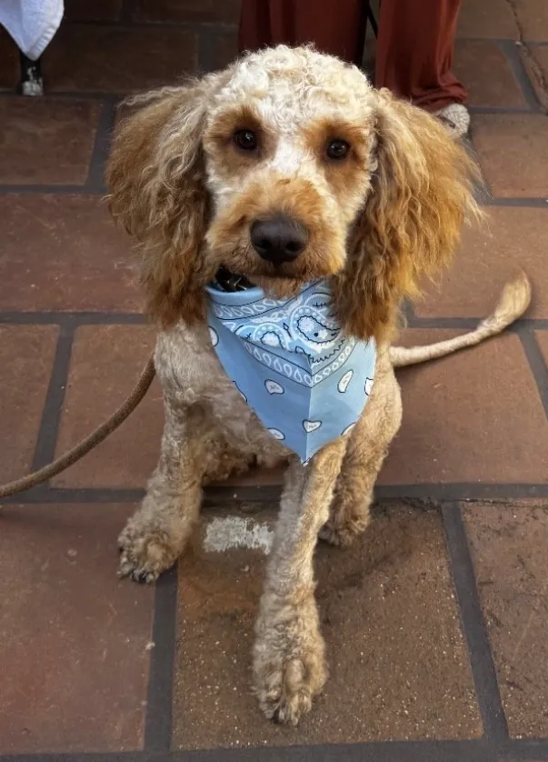 Zen, a curly apricot doodle in a light blue bandana