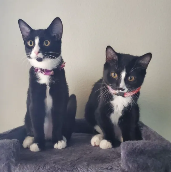 Two black and white cats, Monroe and Garbo, sitting on a cat tree
