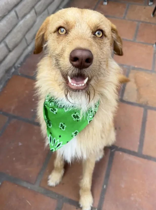 A happy tan dog in a green bandana