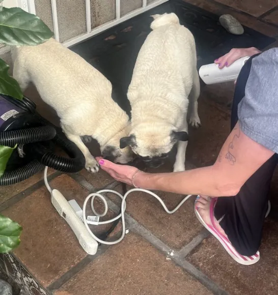 Two pugs, Kimmie and Pickles, during their groom