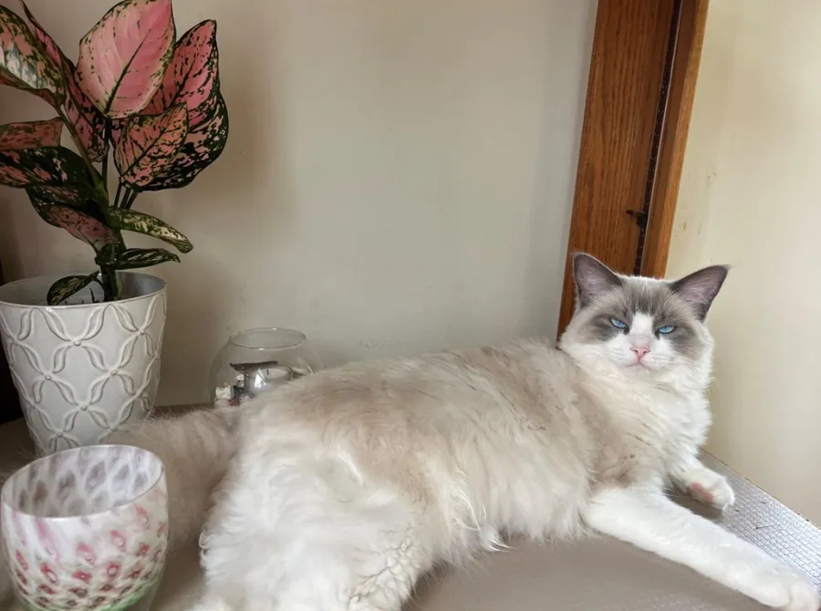 A fluffy blue-eyed cat lounging in the sun