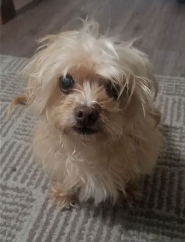 Cookie, a 17-year-old mixed-breed dog, looking up at the camera