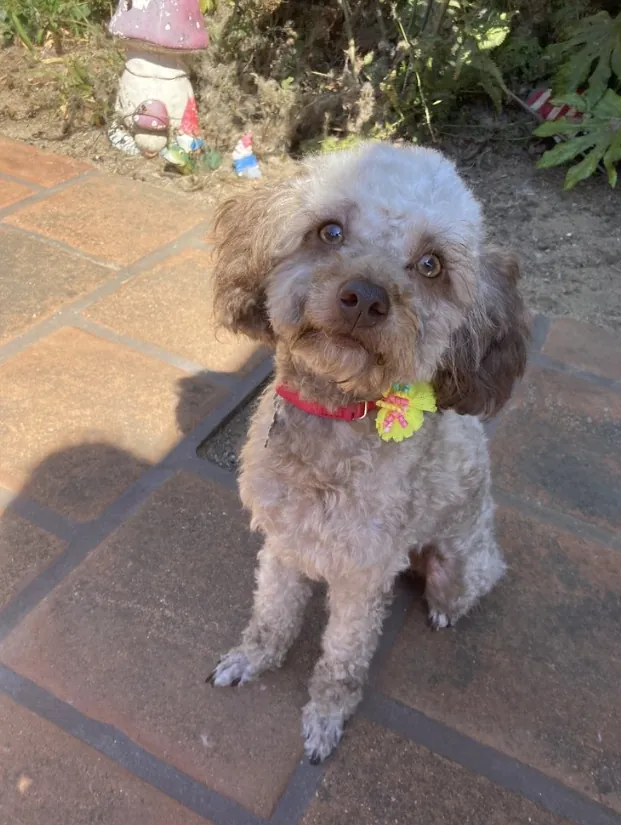 A small curly poodle-type dog with a yellow bow on her collar