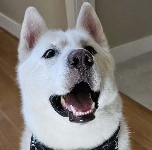 A happy white dog in a black bandana